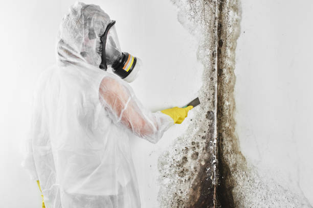  Novi, MI Mold Removal Pros